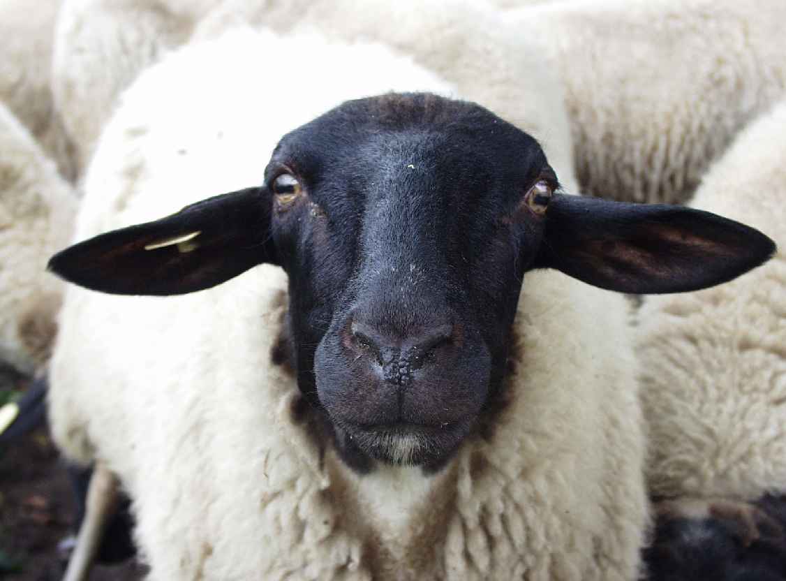 pupils_of_sheep